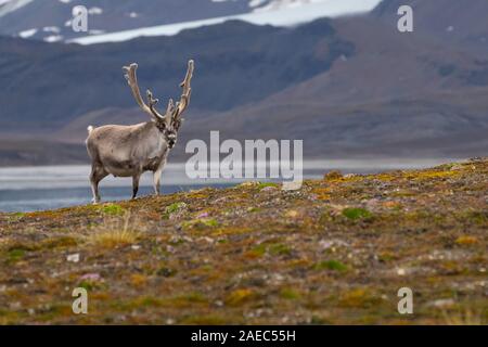 Un mâle Renne du Svalbard (Rangifer tarandus platyrhynchus) dans la toundra en été avec son bois toujours en velours. Ce mammifère herbivore est le sm Banque D'Images