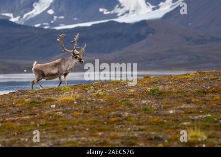 Un mâle Renne du Svalbard (Rangifer tarandus platyrhynchus) dans la toundra en été avec son bois toujours en velours. Ce mammifère herbivore est le sm Banque D'Images