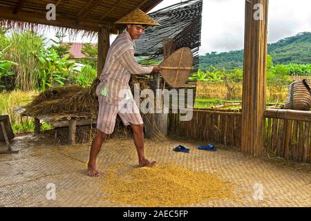 Séparer les agriculteurs de la paille de riz à l'aide d'un ventilateur, producteurs de riz, la technologie traditionnelle des terres agricoles vivant Ricew,Luang Prabang, Laos Banque D'Images