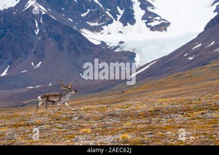 Un mâle Renne du Svalbard (Rangifer tarandus platyrhynchus) dans la toundra en été avec son bois toujours en velours. Ce mammifère herbivore est le sm Banque D'Images