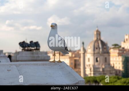 Mouette mélanocéphale coin sur la toiture du Vittoriano sur l'arrière-plan de vue de Rome avec le sunny day Banque D'Images