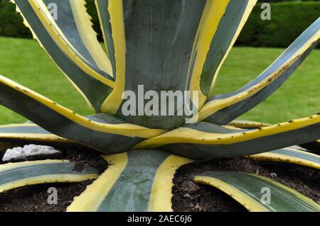 Très grande plante d'agave vert et jaune à rayures laisse Banque D'Images