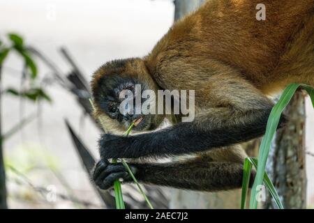 Portrait d'un singe-araignée de Geoffroy (Ateles geoffroyi), également connu sous le nom de singe araignée aux mains noires, est une espèce de singe-araignée, un typ Banque D'Images