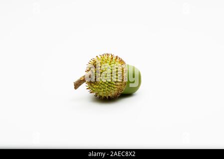 Close up shot of green acorn unique sur un fond blanc. Banque D'Images