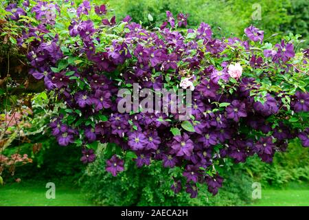 Clématite etoile violette,3,groupe clematis fleurs violettes,la floraison,pergola en bois, rambler,randonnées,pergolas,fleurs,fleurs,Fleurs RM Banque D'Images