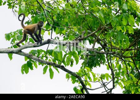 Singe araignée de Geoffroy juvénile (Ateles geoffroyi) dans un arbre. Aussi connu comme le singe araignée aux mains noires, est une espèce de singe-araignée, un type Banque D'Images