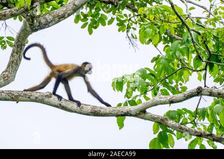 Singe araignée de Geoffroy juvénile (Ateles geoffroyi) dans un arbre. Aussi connu comme le singe araignée aux mains noires, est une espèce de singe-araignée, un type Banque D'Images