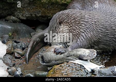 Un nord-américain La Loutre de rivière, Lontra canadensis, dévorant une grande truite sur une rivière dans les montagnes Cascades du centre de l'Oregon. Banque D'Images