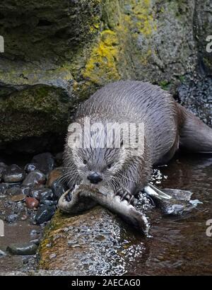Un nord-américain La Loutre de rivière, Lontra canadensis, dévorant une grande truite sur une rivière dans les montagnes Cascades du centre de l'Oregon. Banque D'Images