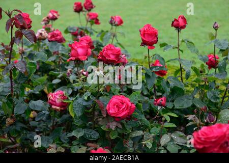 Rosa Alec's rouge,rose,rouge de l'alec,fleurs,hybrides de thé rouge cerise,bush,arbustes,roses,parfumé,parfumée Floral RM Banque D'Images