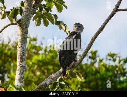 Une Harpie sauvage (Harpia harpyja) perché sur un arbre Cecropia dans la forêt amazonienne. Cangucu, de l'État de Tocantins, au Brésil. Banque D'Images