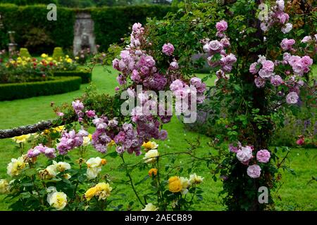 Rosa super conte de fée rose,fleur,super,rose, rambler,randonnée,escalade,cordes,corde grimpeur,fleurs,fleurs,parfumé,parfumé,Floral,RM Banque D'Images