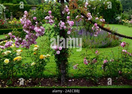 Rosa super conte de fée rose,fleur,super,rose, rambler,randonnée,escalade,cordes,corde grimpeur,fleurs,fleurs,parfumé,parfumé,Floral,RM Banque D'Images