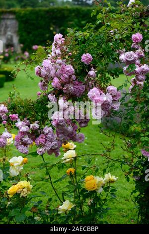 Rosa super conte de fée rose,fleur,super,rose, rambler,randonnée,escalade,cordes,corde grimpeur,fleurs,fleurs,parfumé,parfumé,Floral,RM Banque D'Images