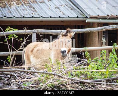 Le Przewalski Equus ferus przewalskii, Amérique, également appelé Takhi, cheval sauvage d'Asie ou cheval sauvage de Mongolie Banque D'Images