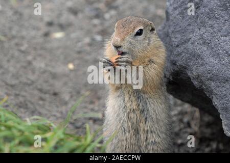 Cute Spermophile arctique mangeant cracker qui tiennent de la nourriture dans les pattes. Curieuse expression animal sauvage du genre de rongeurs de taille moyenne de la famille Écureuil. E Banque D'Images