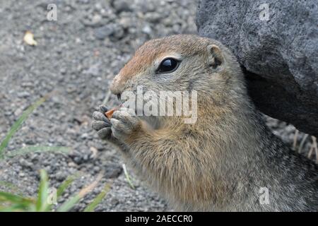 Cute spermophile arctique mangeant cracker qui tiennent de la nourriture dans les pattes. Curieux animal sauvage du nord de l'espèce de rongeurs de taille moyenne de la famille Écureuil. Kam Banque D'Images