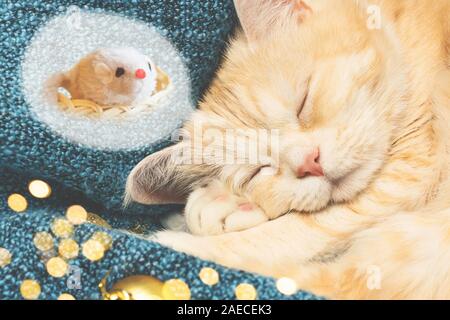 Cute cat crème dort sur un plaid bleu près de décorations de Noël et voit une souris dans un rêve. Banque D'Images