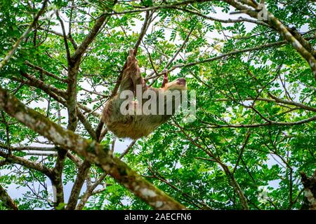 Hoffman's deux-toed sloth (Choloepus hoffmanni) se nourrir dans le Parc National Manuel Antonio au Costa Rica Banque D'Images