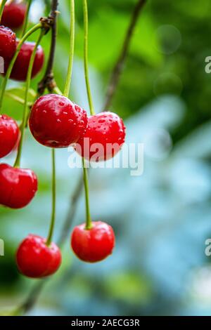 Vertical image de tas de cerises rouges mûres entouré de feuilles vertes et couverts par les gouttes d'eau. Fresh Fruits humides sont accrochés sur branche d'arbre. Selec Banque D'Images