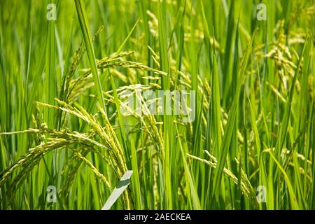 Riz frais sur un champ vert sur l'île de Don Det, Laos. Banque D'Images