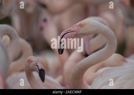 Flamant rose (Phoenicopterus roseus) oiseau seul dans un troupeau, Angleterre, Royaume-Uni Banque D'Images