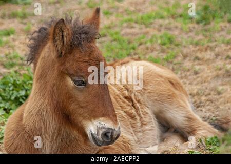 Icelandic Horse foal couché Banque D'Images