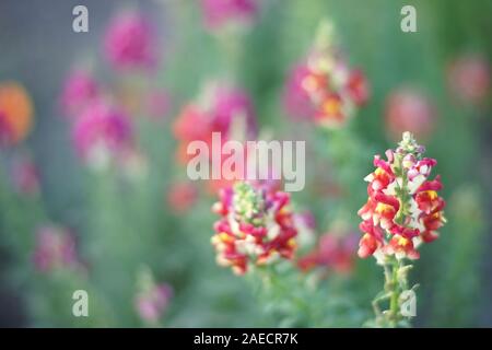 Les fleurs rouges snapdragon cultivons dans le jardin d'été. Banque D'Images