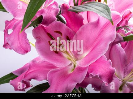 Close-up of pink liles de fleurs. Noms communs pour l'espèce de ce genre : fairy lily rainflower zephyr lily lily lily Atamasco magique et la pluie li Banque D'Images