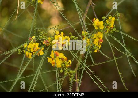 Parkinsonia aculeata dans Parc Sacher Jérusalem. Également connu sous le nom de palo verde, mexicains, Parkinsonia palo verde, Jérusalem thorn, jelly bean tree, et palo d Banque D'Images