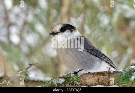 Un wild Canada Jay en plumage d'hiver perché sur une branche de l'arbre de l'épinette dans les régions rurales de l'Alberta au Canada. Banque D'Images