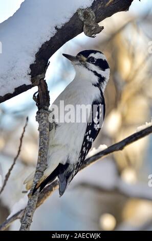 Une image verticale d'une nature sauvage Pic chevelu Picoides pubescens', 'escalade haut de l'extérieur de l'écorce d'un tronc d'arbre, à la recherche d'insectes dans les régions rurales de l'Alberta Cana Banque D'Images