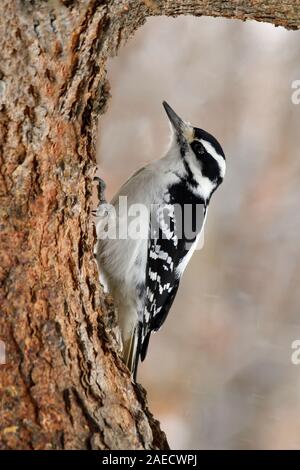 Un 'Pic chevelu Picoides pubescens', l'escalade jusqu'à l'extérieur de l'écorce d'un tronc d'arbre de l'épinette dans les régions rurales de l'Alberta, Canada Banque D'Images