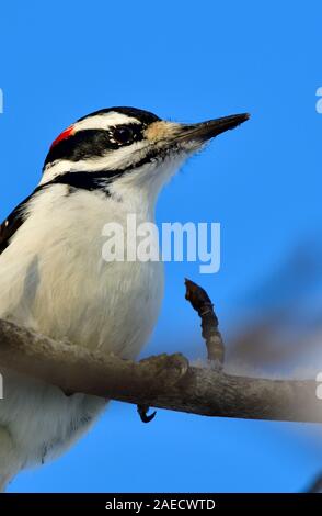 Un gros plan d'une verticale de l'image "mâle Pic chevelu Picoides pubescens', perché sur une branche d'arbre contre un ciel bleu, dans les régions rurales de l'Alberta, Canada Banque D'Images