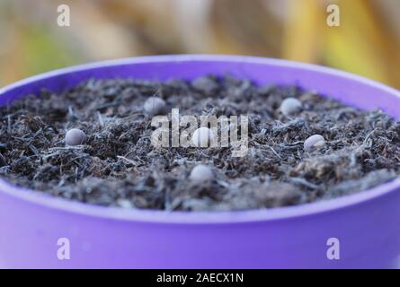 Lathyrus odoratus 'Gwendoline'. Semer les graines de pois dans un pot à l'automne d'aide au développement de plantes robustes et solides racines. UK Banque D'Images