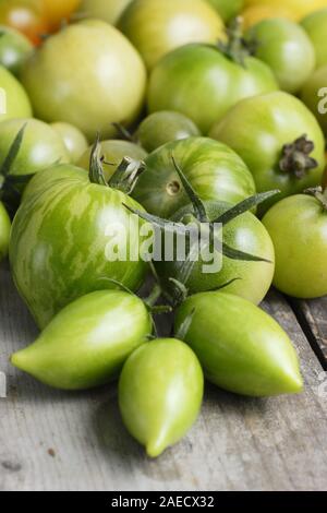 Solanum lycopersicum. Différentes variétés de tomates vertes non mûres sur la surface du bois. UK Banque D'Images