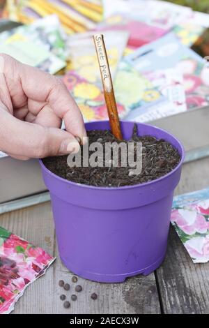 Lathyrus odoratus 'Gwendoline'. Semer les graines de pois dans un pot à l'automne d'aide au développement de plantes robustes et solides racines. UK Banque D'Images