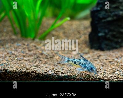 Corydora corydora marbré (Paracheirodon axelrodi) dans un aquarium Banque D'Images