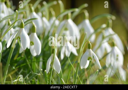 De plus en plus dans le pré sauvage perce-neige Banque D'Images