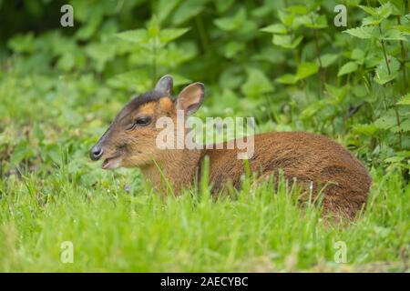 (Muntiacus reevesi cerf Muntjac) femelle adulte assis dans une clairière des bois, Norfolk, Angleterre, Royaume-Uni Banque D'Images