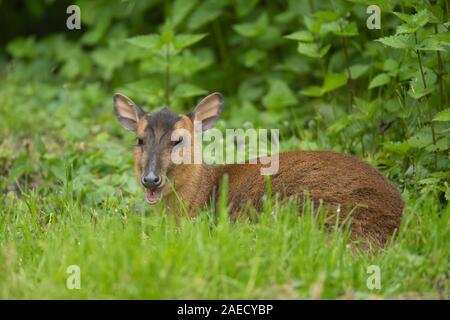 (Muntiacus reevesi cerf Muntjac) femelle adulte assis dans une clairière des bois, Norfolk, Angleterre, Royaume-Uni Banque D'Images