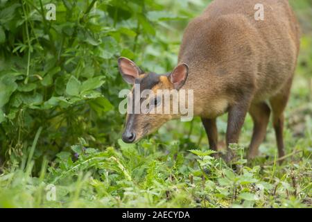 (Muntiacus reevesi cerf Muntjac) femelle adulte marcher dans une clairière des bois, Norfolk, Angleterre, Royaume-Uni Banque D'Images