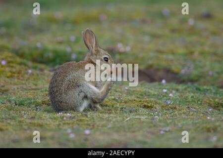 Lapin (Oryctolagus cuniculus) kit pour mineurs par un terrier, Suffolk, Angleterre, Royaume-Uni Banque D'Images