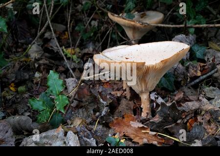 La parade, de l'entonnoir (Clitocybe geotropa Infundibulicybe) de plus en plus parmi les feuilles mortes Banque D'Images