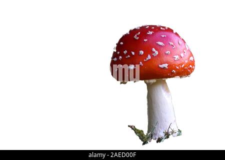 Un gros plan d'une petite volée de champignons agaric dans les premiers stades de sa croissance isolé sur fond blanc Banque D'Images