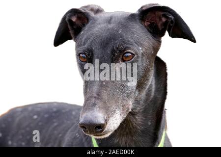 Le portrait d'un Greyhound noir adultes avec mouchetures blanches distinctives dans le manteau appelé snowflake Banque D'Images