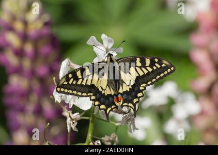 Anglais swallowtail Butterfly (Papilio machaon britannicus ) reposant sur des fleurs de jardin, Norfolk Broads, Angleterre, Royaume-Uni Banque D'Images