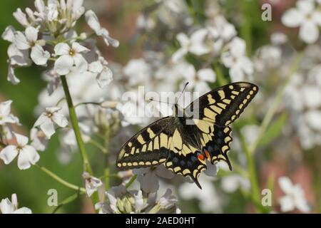 Anglais swallowtail Butterfly (Papilio machaon britannicus ) reposant sur des fleurs de jardin, Norfolk Broads, Angleterre, Royaume-Uni Banque D'Images