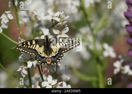 Anglais swallowtail Butterfly (Papilio machaon britannicus ) reposant sur les fleurs blanches, Norfolk Broads, Angleterre, Royaume-Uni Banque D'Images