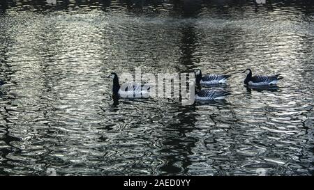 Quatre oies bernacle nagent dans le froid de l'eau noire sur une froide journée d'hiver à Malmö, Suède Banque D'Images